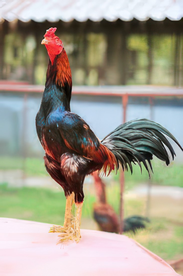 ไก่ชนตัวผู้สีแดง