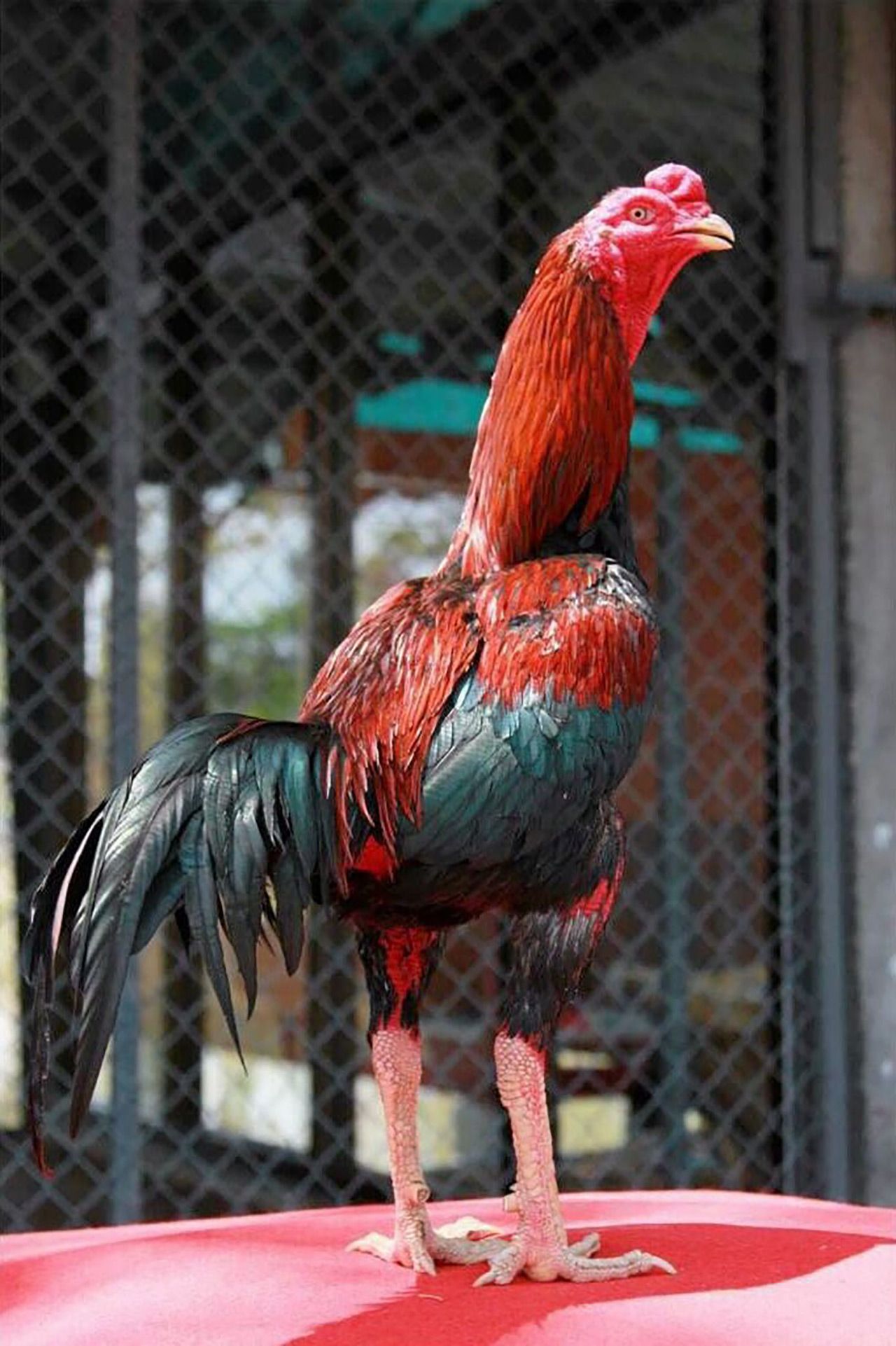 ไก่ชนตัวเมีย์สีน้ำตาล