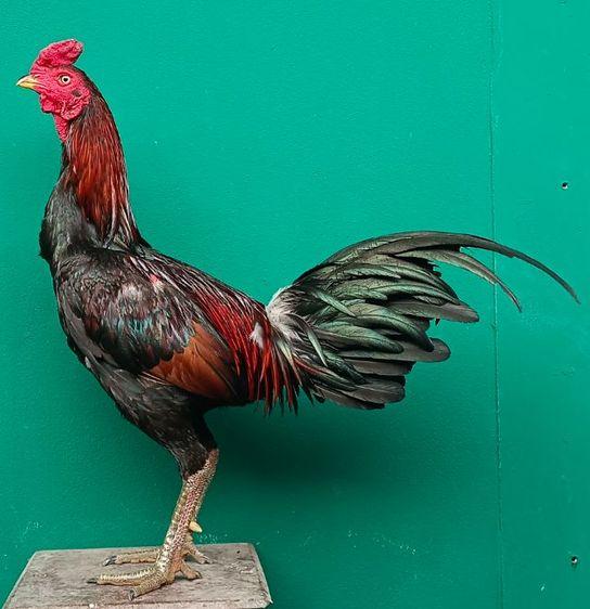 ไก่ชนตัวผู้สีดำ-ขาว