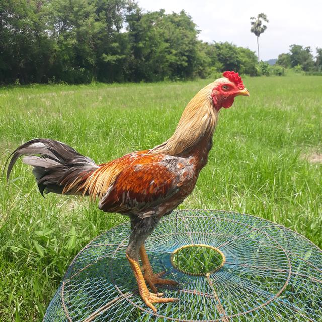 ไก่ชนตัวผู้สีน้ำตาล